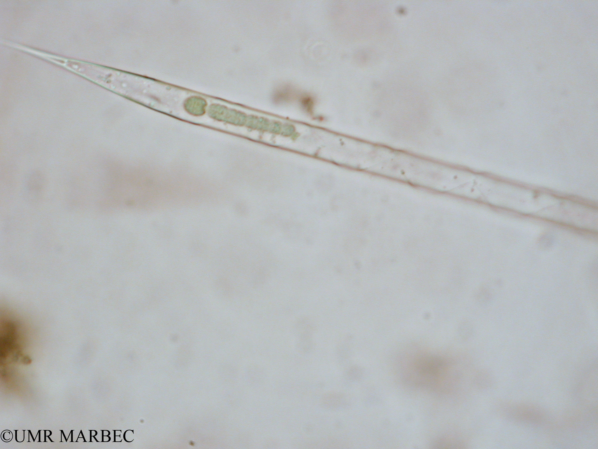 phyto/Tulear Lagoon/all/ICAR2 Avril 2008/Rhizosolenia hebetata (Rhizosolenia sp3 x1.5x40 d)(copy).jpg